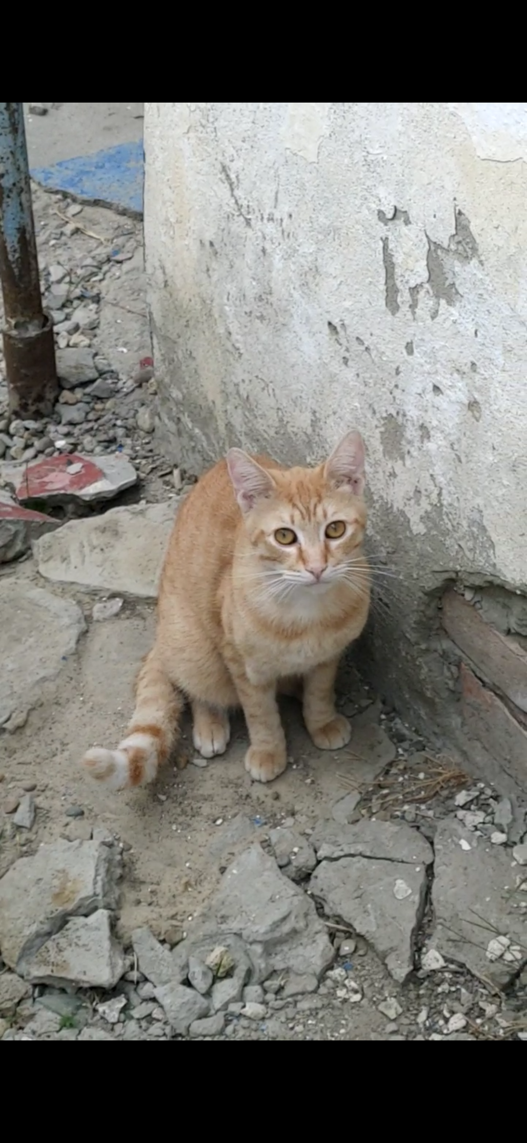 Пропал кот: Ленина 97, Анапа